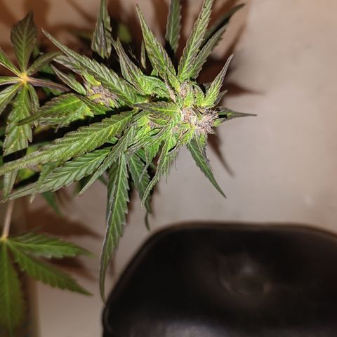 Purple Haze Automatic growlog timeline photo