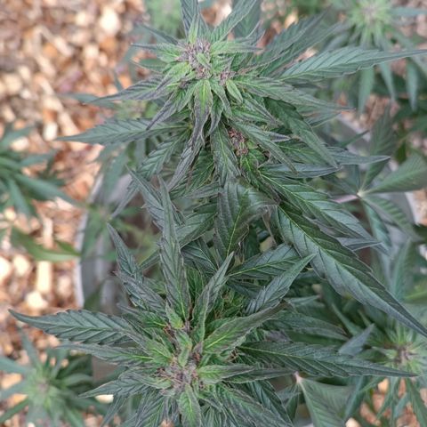 Purple Haze Automatic growlog timeline photo