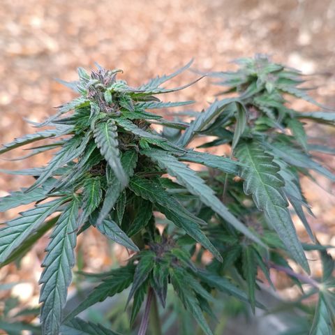 Purple Haze Automatic growlog timeline photo