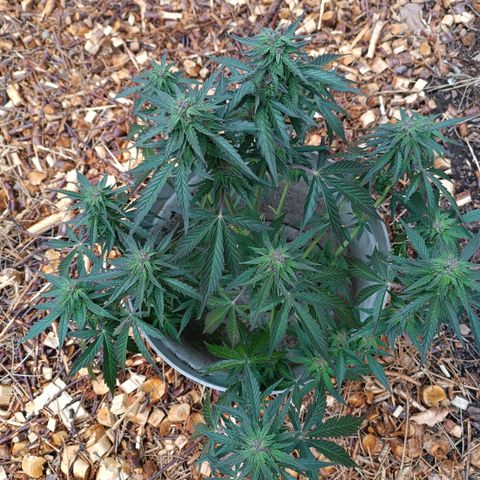 Purple Haze Automatic growlog timeline photo