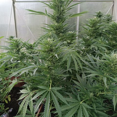 Ghost Train Haze Automatic  growlog timeline photo