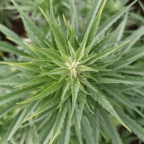 Ghost Train Haze Automatic  growlog timeline photo