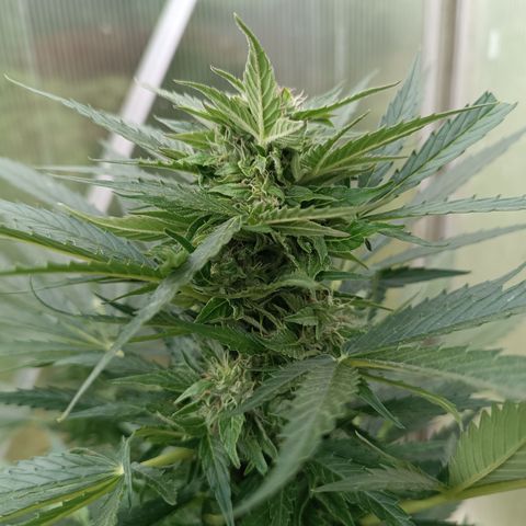 Purple Haze Automatic growlog timeline photo