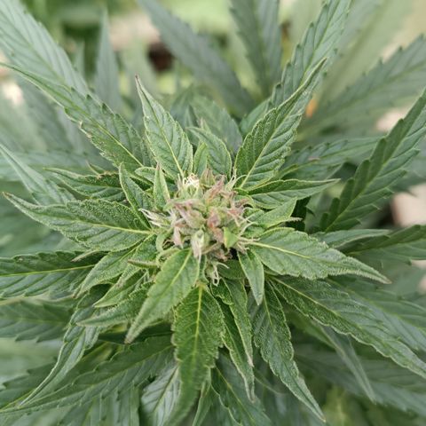 Purple Haze Automatic growlog timeline photo