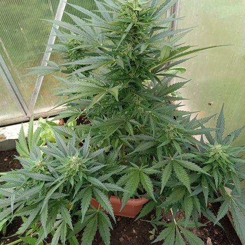 Purple Haze Automatic growlog timeline photo