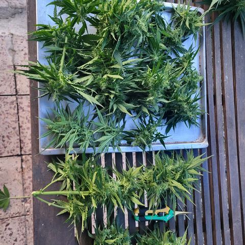Ghost Train Haze Automatic  growlog timeline photo