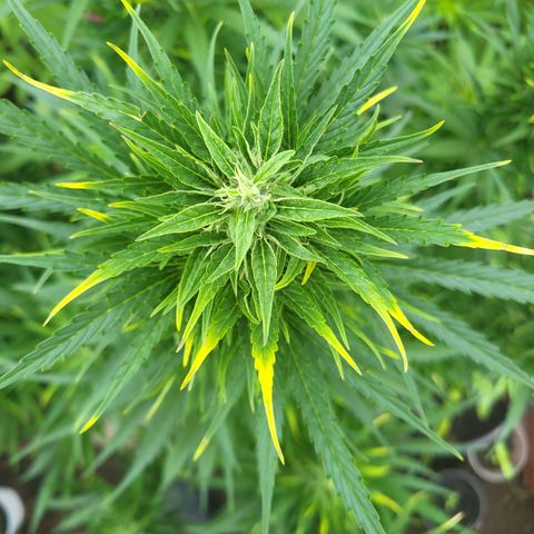 Ghost Train Haze Automatic growlog timeline photo