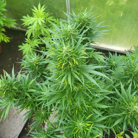 Ghost Train Haze Automatic growlog timeline photo