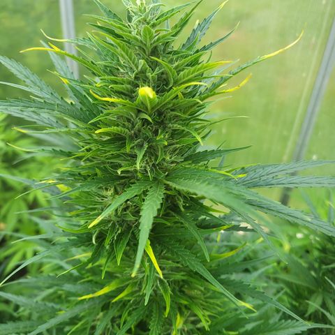Ghost Train Haze Automatic growlog timeline photo