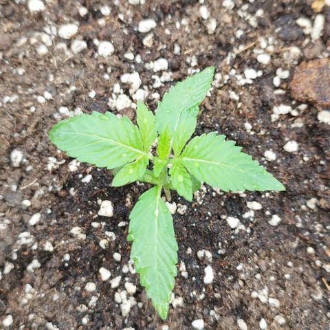 West Coast OG x Gelato Auto 41 growlog timeline photo