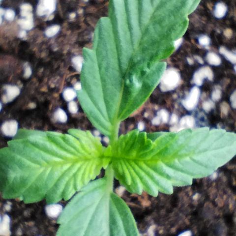 West Coast OG x Gelato Auto 41 growlog timeline photo