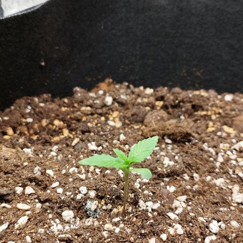 West Coast OG x Gelato Auto 41 growlog timeline photo