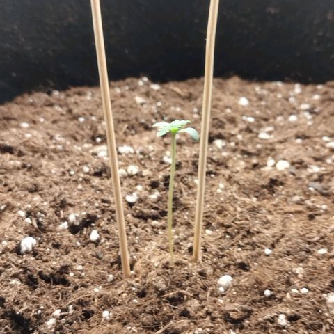 Fat Monkey Fem auto - Right growlog timeline photo
