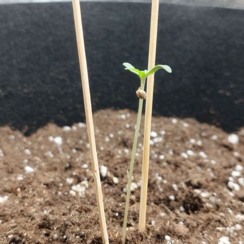 Fat Monkey Fem auto - Left  growlog timeline photo