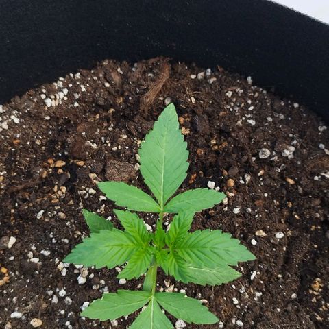 West Coast OG x Gelato Auto 41 growlog timeline photo