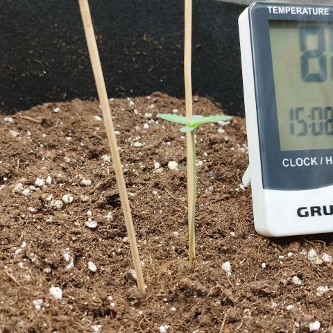 Fat Monkey Fem auto - Right growlog timeline photo