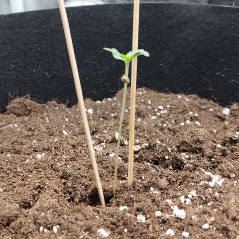 Fat Monkey Fem auto - Left  growlog timeline photo