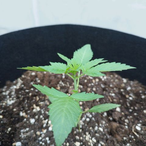 West Coast OG x Gelato Auto 41 growlog timeline photo