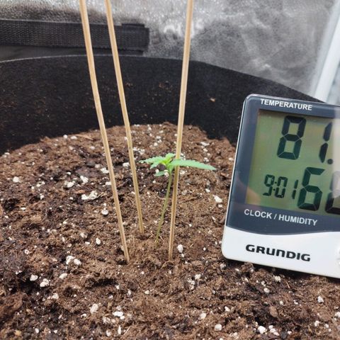 Fat Monkey Fem auto - Right growlog timeline photo