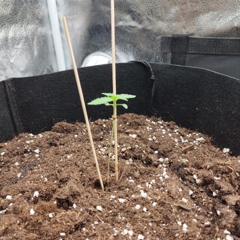 Fat Monkey Fem auto - Left  growlog timeline photo