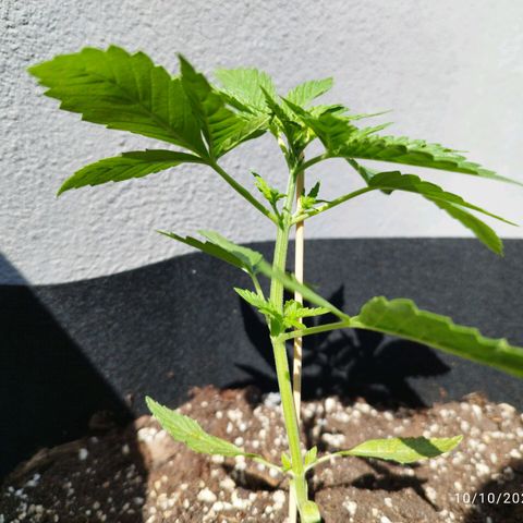 West Coast OG x Gelato Auto 41 growlog timeline photo