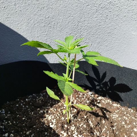 West Coast OG x Gelato Auto 41 growlog timeline photo