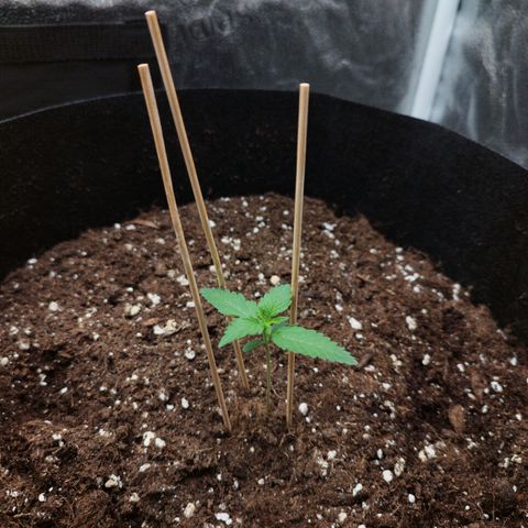 Fat Monkey Fem auto - Right growlog timeline photo