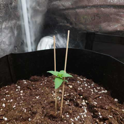 Fat Monkey Fem auto - Left  growlog timeline photo