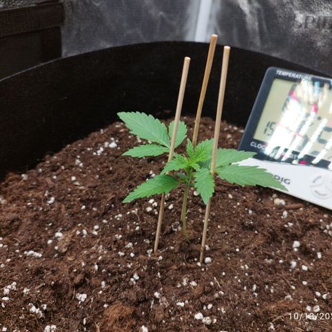 Fat Monkey Fem auto - Right growlog timeline photo