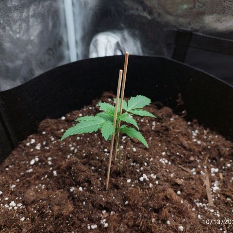 Fat Monkey Fem auto - Left  growlog timeline photo