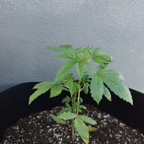 West Coast OG x Gelato Auto 41 growlog timeline photo