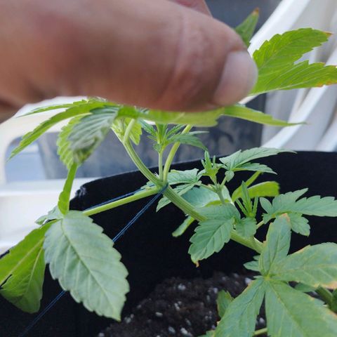 West Coast OG x Gelato Auto 41 growlog timeline photo