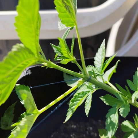 West Coast OG x Gelato Auto 41 growlog timeline photo