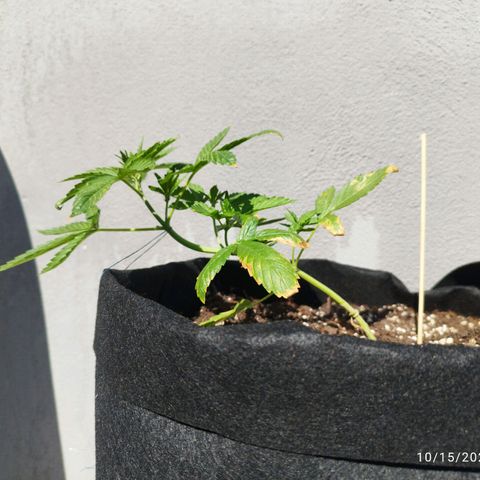 West Coast OG x Gelato Auto 41 growlog photo: Pulled LST a bit tighter
