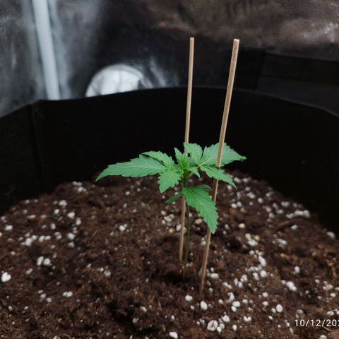 Fat Monkey Fem auto - Left  growlog timeline photo