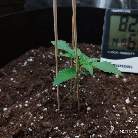 Fat Monkey Fem auto - Right growlog timeline photo
