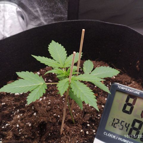 Fat Monkey Fem auto - Left  growlog timeline photo