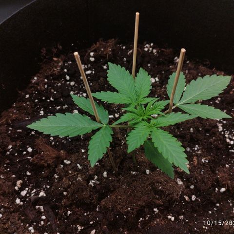Fat Monkey Fem auto - Right growlog timeline photo