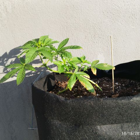 West Coast OG x Gelato Auto 41 growlog timeline photo