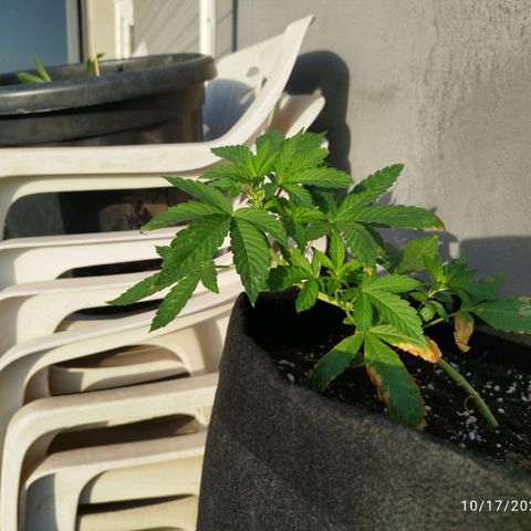 West Coast OG x Gelato Auto 41 growlog timeline photo