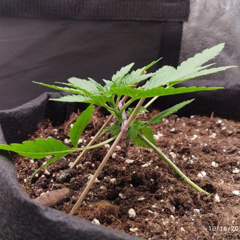 Fat Monkey Fem auto - Right growlog timeline photo