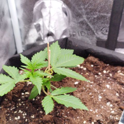 Fat Monkey Fem auto - Left  growlog timeline photo