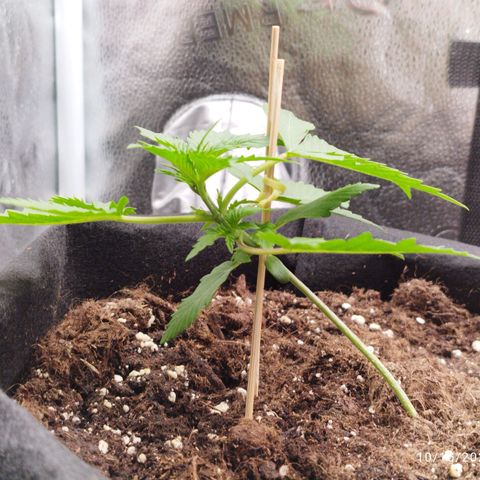 Fat Monkey Fem auto - Left  growlog timeline photo