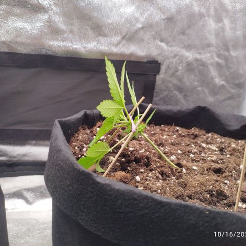 Fat Monkey Fem auto - Right growlog timeline photo