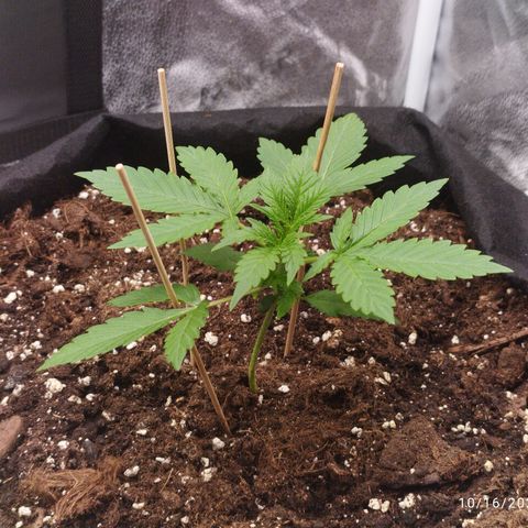 Fat Monkey Fem auto - Right growlog timeline photo
