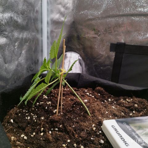 Fat Monkey Fem auto - Left  growlog timeline photo
