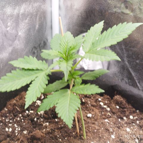 Fat Monkey Fem auto - Left  growlog timeline photo