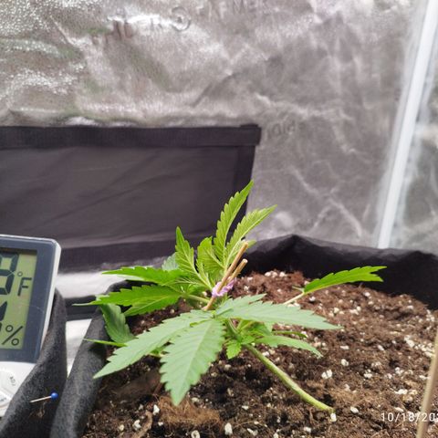 Fat Monkey Fem auto - Right growlog timeline photo