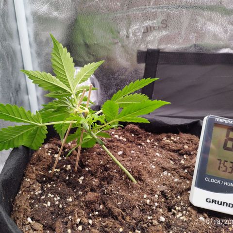 Fat Monkey Fem auto - Left  growlog timeline photo