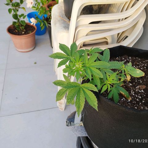 West Coast OG x Gelato Auto 41 growlog timeline photo